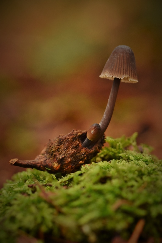 Welke paddenstoel is dit?